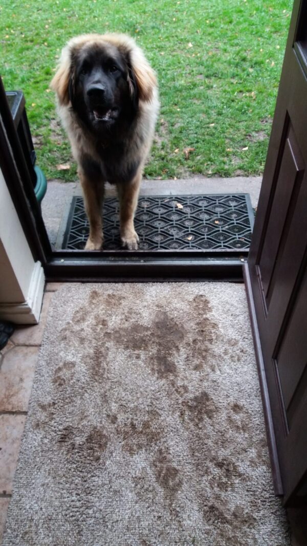 Pet mats from Dirt Trapper Dirt Trapper pet mats